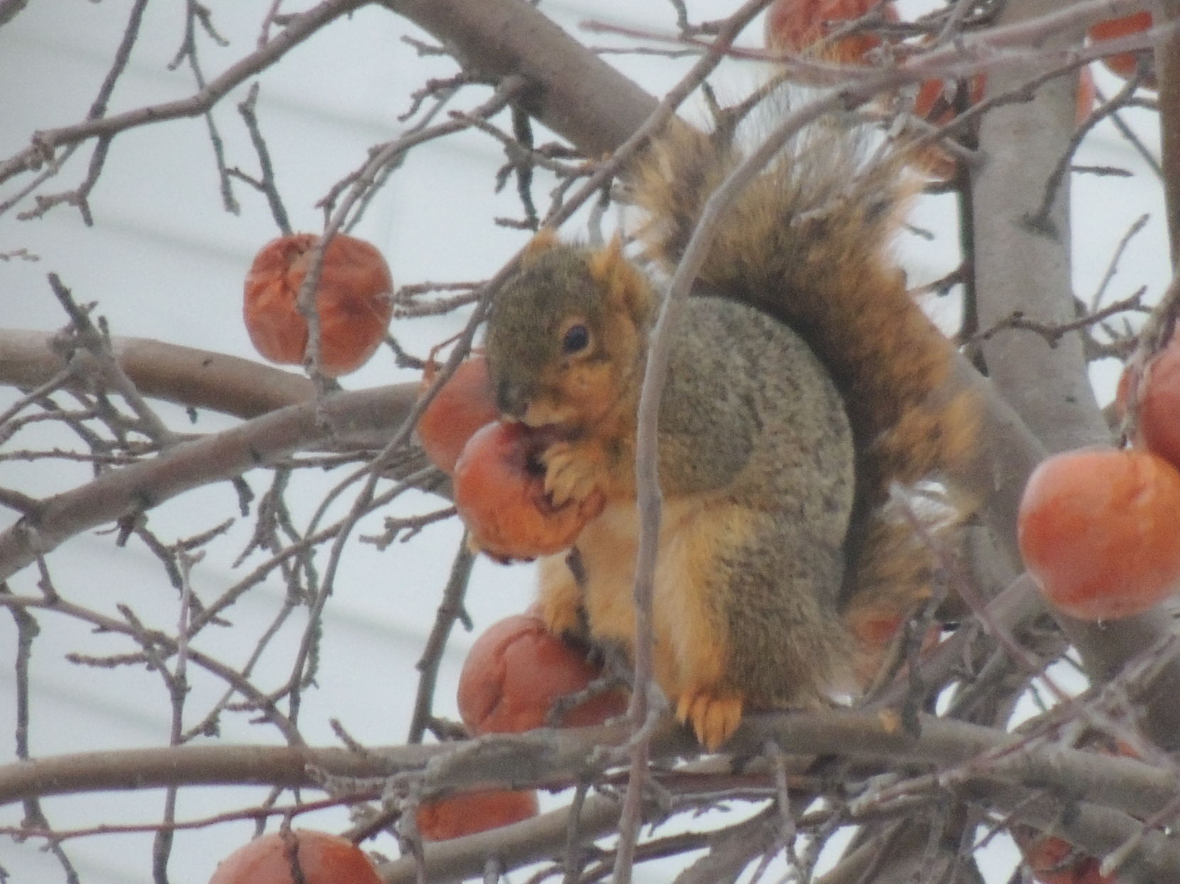 Hungry Squirrel